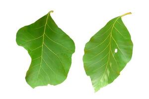 Green teak leaf Isolated on white background. Object with clipping path. photo