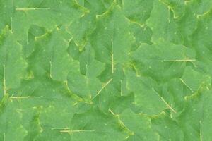 Green leaf texture. Abstract leavs background photo