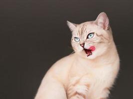 lindo gato escocés lamiendo los labios. foto