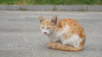 un pequeño gatito rojo tirado en la calle solo se sienta en la carretera
