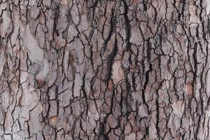 Old oak bark texture close-up. Nature background. photo