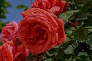 Beautiful red roses on a blue sky background close up. photo