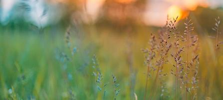 Spring summer sunset sunrise meadow grass and blurred forest field landscape. Idyllic nature scenic, closeup plants, wild flowers under soft sunlight. Idyllic relax adventure, nature walk or hike photo