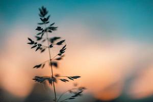 Artistic wild grass in abstract sky sunset. Macro image, shallow depth of field. Abstract summer nature background. Vintage filter photo