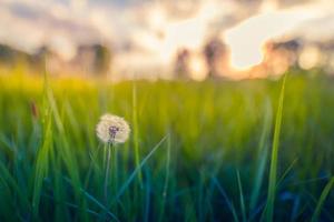 Fluffy dandelions glow in the rays of sunlight at sunset in nature a blurred bokeh meadow. Beautiful dandelion flowers in spring in a field close-up in the golden rays of the sun. photo