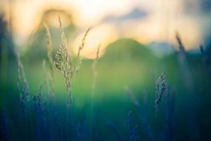 Yellow wild flowers and green meadow in the forest backdrop in the evening sunlight, blurred spring summer landscape. Dream bokeh nature closeup, idyllic adventure natural scenic. photo