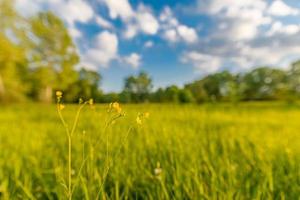 flores silvestres amarillas y pradera verde en el fondo del bosque a la luz del sol de la tarde, paisaje borroso de primavera y verano. sueño bokeh naturaleza primer plano, idílica aventura natural escénica. foto