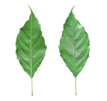 Green leaf isolated on white background. Back and front view object with clipping path photo