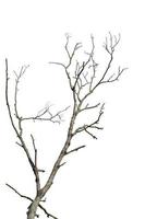 Dry tree branch isolated on white background. Object with clipping path. photo