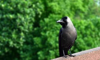 House crow. Corvus splendens. Indian, greynecked, Ceylon or Colombo crow. photo