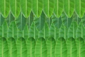 Background of fresh green banana leaf texture. photo