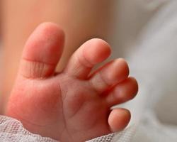 los pies del bebé fotografiados por el estudio mcmaster en la mandíbula de alce foto