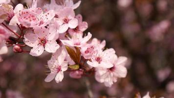 rama de ciruelo florece en primavera día soleado video