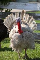 Rather colorful Domestic Turkey in scenic Saskatchewan photo