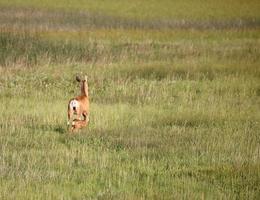 Mule Deer doe with new born fawn in Saskatchewan photo