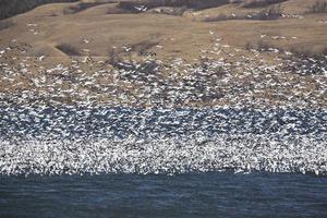 Huge flock of Snow Geese on Buffalo Pound Lake photo
