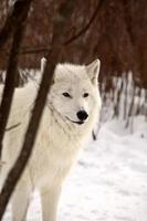 lobo ártico en invierno foto