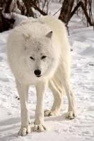 Arctic Wolf in winter photo