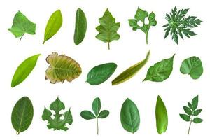 Collection of leaves isolated on a white background photo