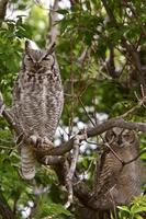 two Great Horned Owl fledglings perched in tree photo