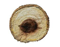 wood stump isolated on white background photo