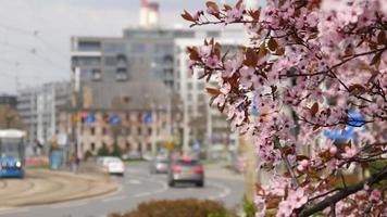 il traffico dei trasporti nel centro della città, un susino in fiore, Breslavia, Polonia primavera video