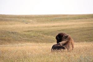 Bison resting in a Saskatchewan field. photo