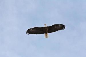 águila calva en vuelo foto