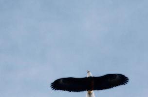 Bald Eagle in flight photo