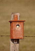 Swallow in bird house photo