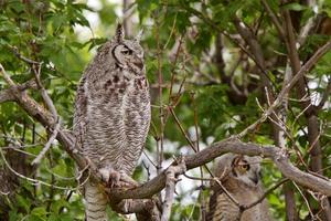 two Great Horned Owl fledglings perched in tree photo