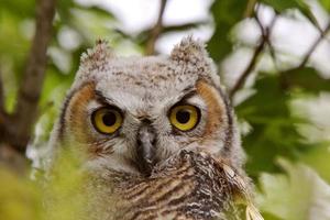 Great Horned Owl fledgling perched in tree photo