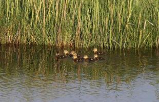 Ducklings swimming in roadside pond photo