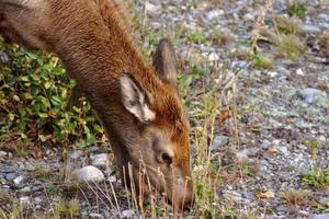 Young elk in roadside ditch in Alberta photo