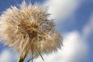 Dandelion puffball found along Saskatchewan country road photo