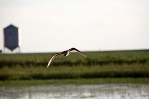 Marbled Godwit in flight in scenic Saskatchewan photo