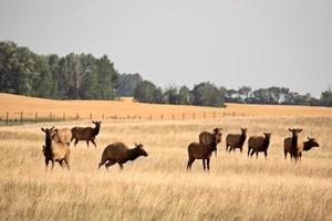 Herd of farm elk in scenic Saskatchewan photo