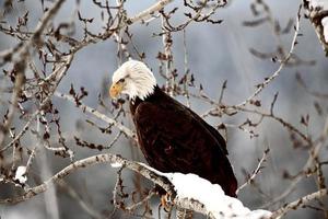 Bald Eagle perched in tree photo