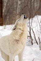 lobo ártico en invierno foto