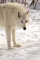 Arctic Wolf in winter photo