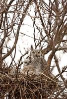 Great Horned Owl with owlets in nest photo