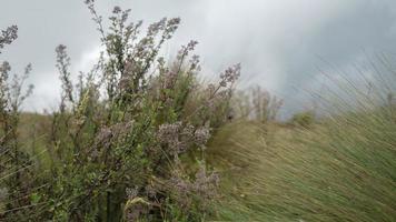 Andean paramo landscape with flowers on the slopes of the Pichincha volcano near the city of Quito on a very cloudy day photo