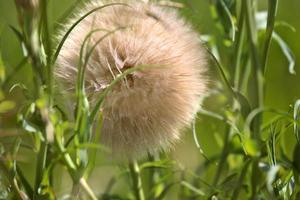 Dandelion puffball found along Saskatchewan country road photo