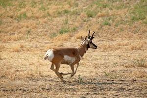 Male antelope running though a Saskatchewan field photo