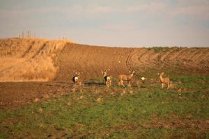 Small herd of Mule Deer photo