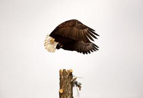 águila calva tomando vuelo de un árbol foto