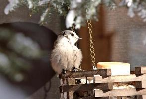 Gray Jay on bird feeder in winter photo