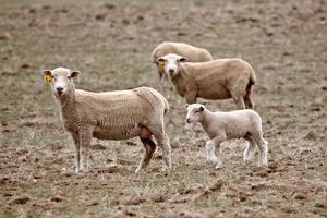 A lamb with three ewes in Saskatchewan pasture photo