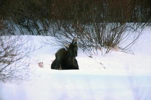 Prairie Moose in Winter Saskatchewan Canada photo