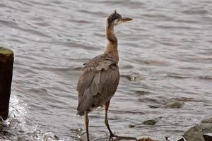 Great Blue Heron on rock at Prince Rupert seaside photo